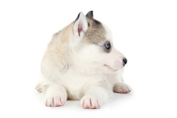 Husky puppy isolated on white background