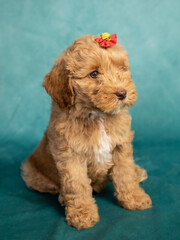 Labradoodle puppy portrait
