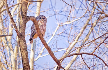 Barred Owl Perched On High Branch