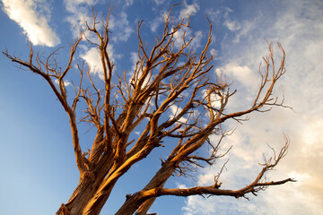tree branches against blue sky