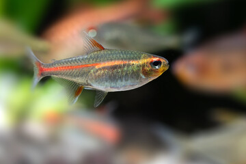 Fototapeta premium Aquarium fish Glowlight tetra or Hemigrammus erythrozonus macro view. Shallow depth of field