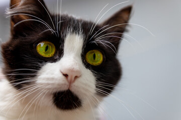 gato