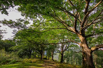 Zonas verdes, naturaleza del entorno de Zugarramurdi y Urdazubi