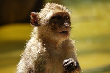 petit singe rigolo