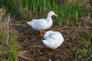 Close up of Aylesbury Pekin Peking Duck on riverbank reedbed