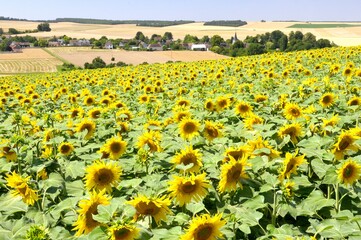 Champ de tournesol dans le département de l'Aube
