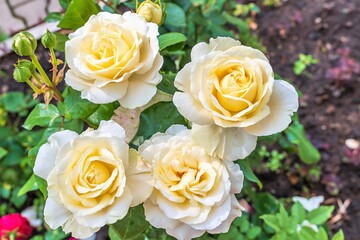 Yellow tea roses among the vegetation in the garden.