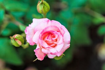 Gorgeous pink rose on a blurred background in a city park.
