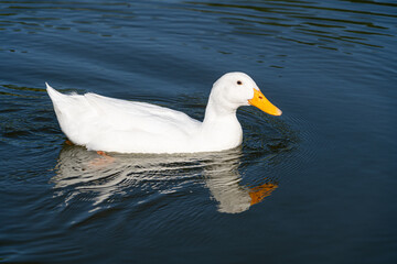 Close up of Aylesbury Pekin Peking Duck low level portrait with refection in lake
