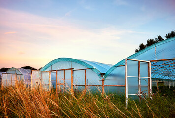 Row of greenhouses at purple sunset.