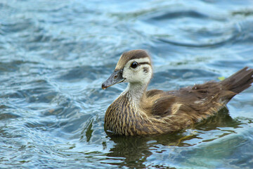 Baby wood duck swimming