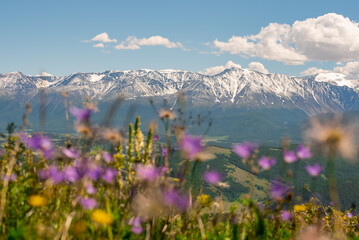 Wide view of a portion of snowy rocky mountains with flowers out of focus in the foreground