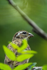 House finch close up