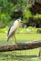 Nightshade Heron