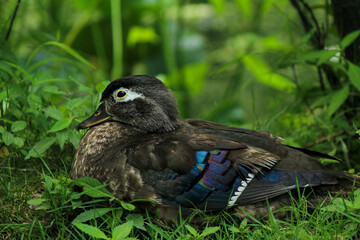 Female wood duck in grass