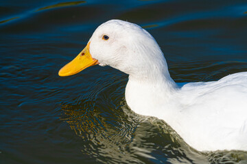 Close up of Aylesbury Pekin Peking Duck low level portrait with refection in lake