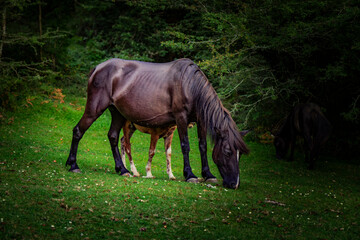 Caballos y vacas por montes de Navarra, Zugarramurdi