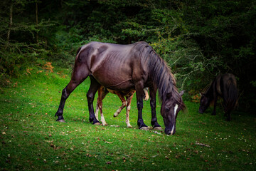 Caballos y vacas por montes de Navarra, Zugarramurdi