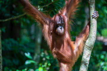 Wild orangutan in rainforest of Borneo, Malaysia. Orangutan monkey in nature