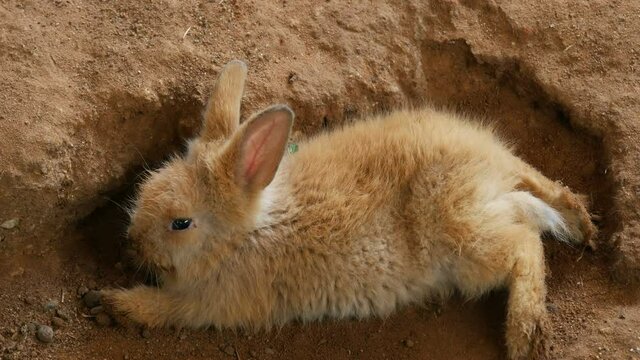 brown baby Rabbit or Bunny or Hare resting on the ground