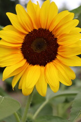 sunflower in the garden