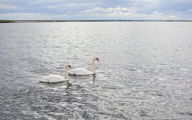 Romantic couple of mute swans (Cygnus olor) on the Baltic sea. Beautiful swan couple shot in the place where Daugava river flows into the sea.