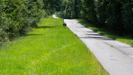  nandu walks along a road with his eight chicks
