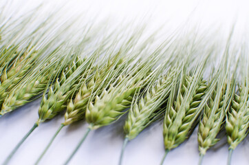 Spikelets of wheat growing outdoors, good harvest, very flour and bread