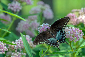 A pretty dorsal view of a Tiger Swallowtail and defocused milkweed. The butterfly was found in Oklahoma.
