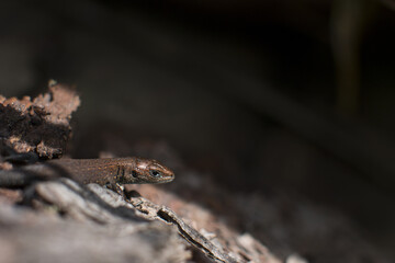 small forest brown lizard reptile.