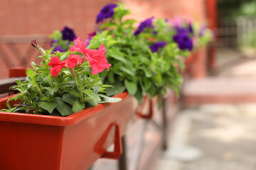 Fototapeta na wymiar Beautiful petunia flowers in plant pot outdoors, closeup. Space for text