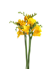 Beautiful yellow freesia flowers on white background