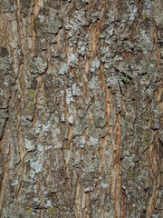 tree bark texture