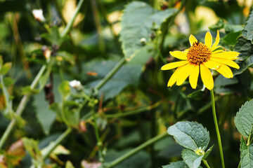 yellow Echinacea flower on a green grass background on a summer day . medicinal herbs used in medicine to raise the immune system