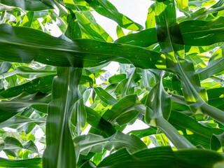 green corn plants in a corn field photographed from bottom to top