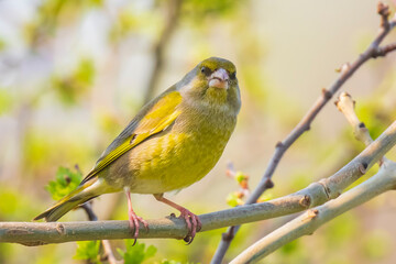 greenfinch male Chloris chloris bird singing