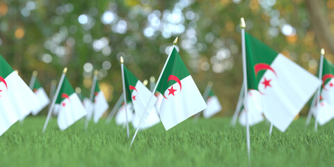Flags of Algeria in the grass. National holiday related 3D rendering