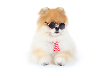 Fototapeta na wymiar Pomeranian dog with necktie and sunglasses isolated on white background