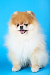 Pomeranian dog on blue background