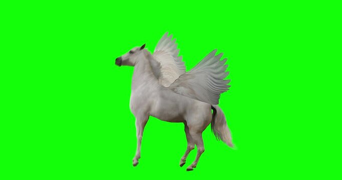 Pegasus and winged Unicorn rearing on a transparent background. Isolated and cyclic animation. Green Screen