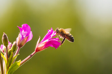 Honey bee Apis mellifera pollination on pink great hairy willowherb Epilobium hirsutum flowers