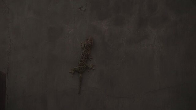 4k-24p.Lizard gekko sitting on the wall