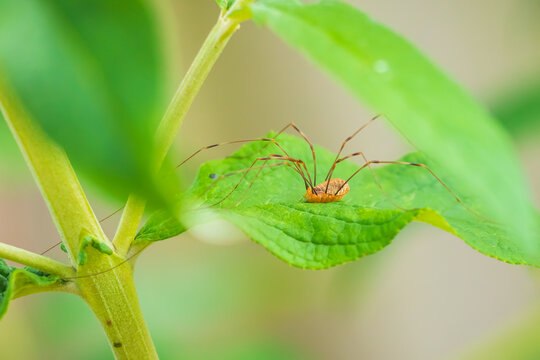 opilio canestrinii spider resting on a green leaf