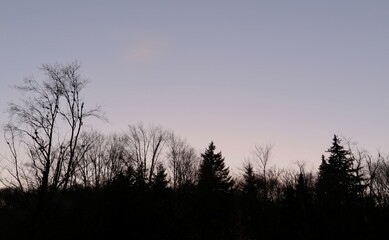 Silhouette of tree line on an evening sky