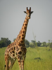 giraffe in africa