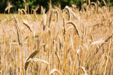 Wonderful field of yellow wheat ears ready to be harvested in summer