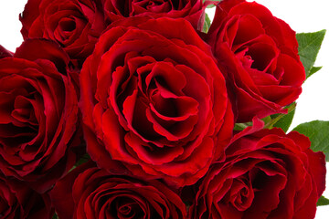 beautiful red roses isolated