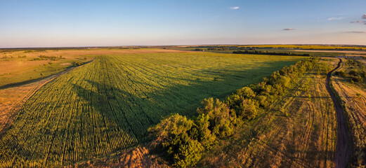Panoramic aerial view over field with green grass and empty gravel road during summer sunset, Samara region, Russia