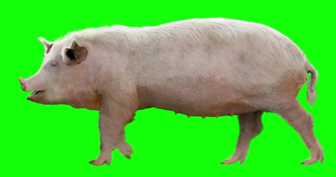 Pig is walking. Animation is cyclic and isolated. Green Screen