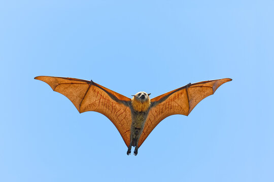 Graukopf-Flughund im Flug